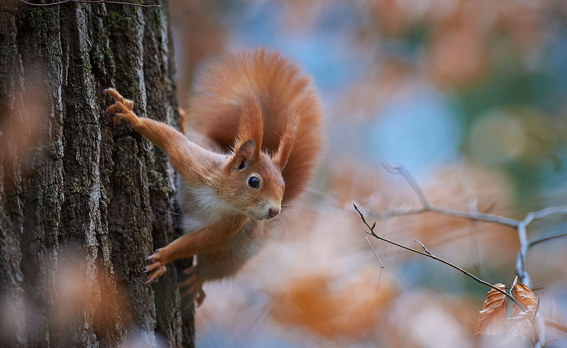 Dove vivono gli animali del bosco?